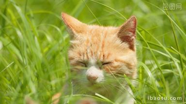 春天草丛里的猫咪扶着微风